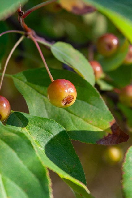 之间的竞争 之间的竞争